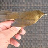 A Gray’s grasshopper warbler faced deadly impact with the ship. | MARK BRAZIL