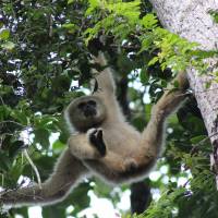 Branching out: A white-handed gibbon in Khao Yai National Park, Thailand &#8212; just one of the endless varieties of creatures on our biodiverse planet. | ANNABEL PAXTON