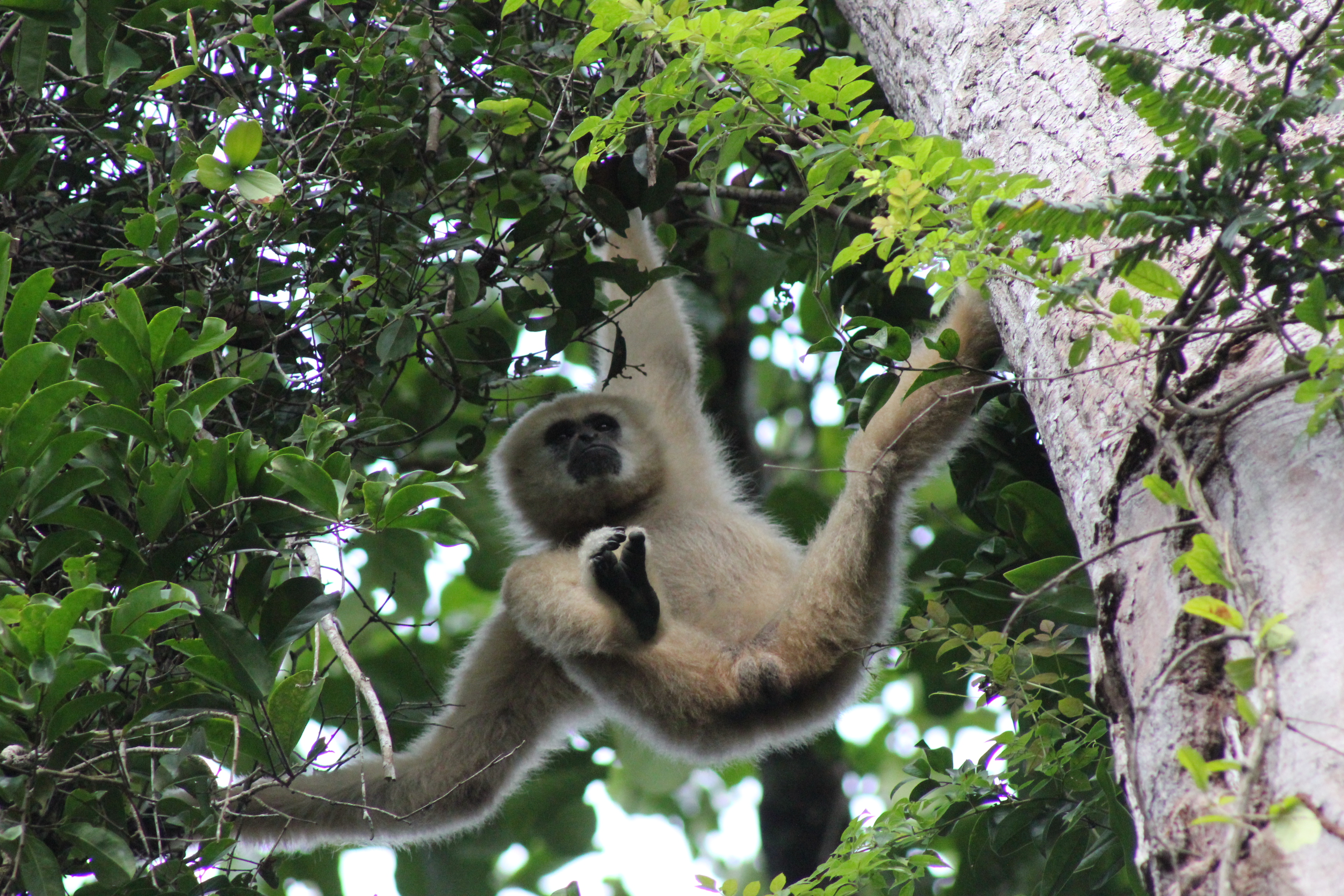 Branching out: A white-handed gibbon in Khao Yai National Park, Thailand &#8212; just one of the endless varieties of creatures on our biodiverse planet. | ANNABEL PAXTON