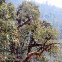 Back to nature: The forest at Jigme Dorji National Park, Bhutan, where a diverse ecosystem is considered consummate with happiness. | MIDORI PAXTON
