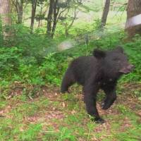If you go down to the woods today, you\'re sure of a big surprise: A young bear is photographed as it inspects a motion-sensitive camera in the Afan Trust woods.  | MASAO NAKAMURA