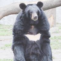 Claws encounter: An adult Asian black bear in captivity. | GUÉRIN NICOLAS/WIKIMEDIA COMMONS
