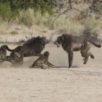 A male Chacma baboon fights for access to females in Namibia\'s Tsoaobis Leopard Park in this Eurekalert.org photo. | REUTERS