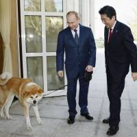 Russian President Vladimir Putin pulls Yume, an Akita dog given to him by Akita Prefecture, by the leash during Prime Minister Shinzo Abe\'s trip to Sochi, Russia, in February. | KYODO