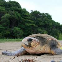 A loggerhead turtle comes ashore to lay eggs, in this undated photo. | SEA TURTLE ASSOCIATION OF JAPAN/KYODO
