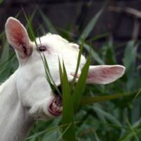 Ruminating on ruminants: Goats can make great pets, a reader from deepest Okayama writes. | AFP-JIJI