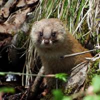 Enemy of the enemy: Despite their bad reputation, weasels are welcome critters in Old Nic\'s Afan woods, as they help control the numbers of mice and voles. | YUKO SHIMAMOTO