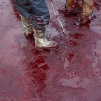 Messy battle: Two whalers stand on the blood-soaked deck of a ship. The International Court of Justice ruled in March that Japan was contravening the 1986 moratorium on commercial whaling through its scientific killing program. | AP