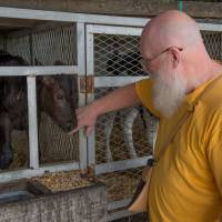 Davis\' cheese operation is just a few steps away from the cow sheds where he is able to obtain fresh full-cream milk. | STEPHEN MANSFIELD