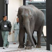 One of four young elephants gifted by Laos to Kyoto City Zoo enters its new enclosure in Sakyo Ward on Monday. The jumbo-size gift is part of celebrations marking the 60th year since Japan and Laos established diplomatic ties. | KYODO