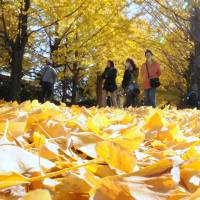 Visitors stroll on ginkgo leaves Wednesday at Showa Kinen Park in Tachikawa, western Tokyo. The park has 106 ginkgo trees along a 200-meter \"tree canal.\" Ginkgoes first appeared 250 million years ago; only one species remains. | SATOKO KAWASAKI