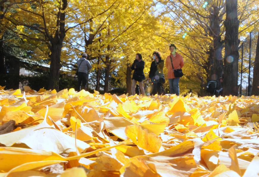 Visitors stroll on ginkgo leaves Wednesday at Showa Kinen Park in Tachikawa, western Tokyo. The park has 106 ginkgo trees along a 200-meter