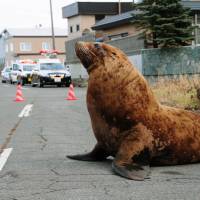 A 1.5-ton Steller\'s sea lion blocks traffic in Shari, Hokkaido, on Monday, prompting police to dispatch patrol cars. It took an hour and more than a dozen people to wrangle the animal onto a truck and get it back to the ocean. | KYODO