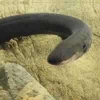 Electric eels can beat any fish in a game of hide and seek. | REUTERS