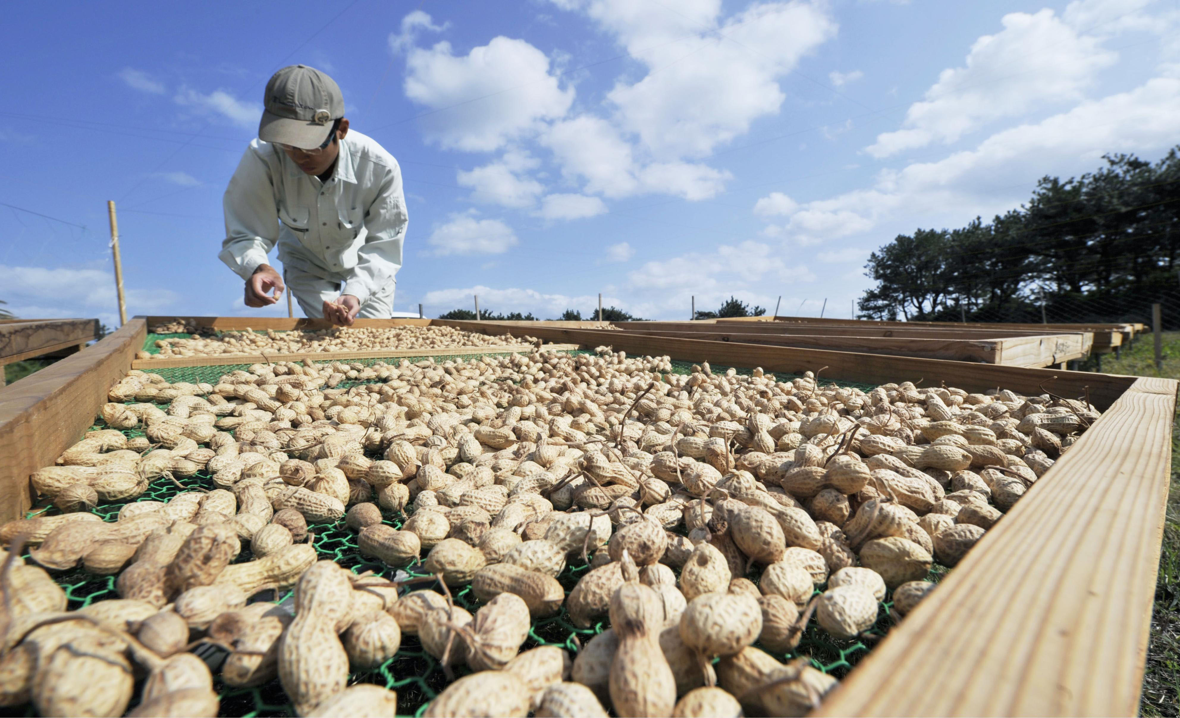 A farmer dries peanuts in October in Ojika, Nagasaki Prefecture, which is offering living subsidies and farming courses to halt its population decline. | KYODO