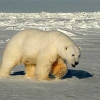 Near extinction: A male polar bear walks across ice in the Beaufort Sea, Alaska. Scientists say the number of animals in the wild has halved in the past 40 years. | AP