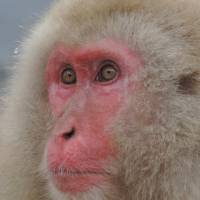 Japanese macaque | MARK BRAZIL