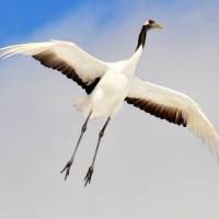 Red-crowned cranes | MARK BRAZIL