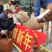 Ayame the sheep and Kojiro the pony greet people in Tokyo\'s Kasumigaseki district Friday. The event was organized to celebrate the transition from the year of the horse to the year of the sheep in 2015 under the Chinese lunar calendar. | YOSHIAKI MIURA