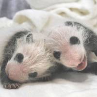 Adventure World in Shirahama, Wakayama Prefecture, is soliciting names from the public for the twin panda cubs that were born at the zoo on Dec. 2. Proposals for the names of the female cubs will be accepted through Jan. 31 by mail or on the zoo\'s website, pandababy-aws.com. | ADVENTURE WORLD/KYODO