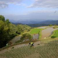 A villager transplants rice seedlings in the village of Basha in Congjiang county, Guizhou province, China, in May 2013. According to Japan’s National Federation of Agricultural Cooperative Associations, Chinese consumers’ dwindling confidence in the safety of the country’s own agricultural produce is boosting Japanese rice imports. Japanese rice: The new, safe luxury food in China