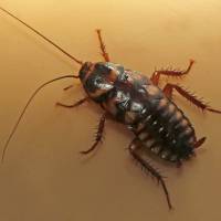 A Madagascar hissing cockroach is pictured in this photo provided by the San Francisco Zoo. | REUTERS