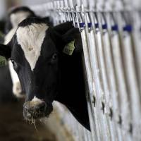 A dairy cow feeds at a farm in Ashland, Ohio. | REUTERS