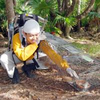 Kenji Kuniyoshi changes bait in a trap set up late last year to capture feral cats on Chichijima Island in the Ogasawara chain in an effort to protect rare birds. | KYODO