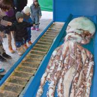 This squid is on display in the open air, where Sapporo\'s frosty temperatures ensure it remains fresh. It was caught off Sado Island in the Sea of Japan and was studied by researchers before being delivered to Maruyama Zoo for view. Officials warn it smells bad. | KYODO