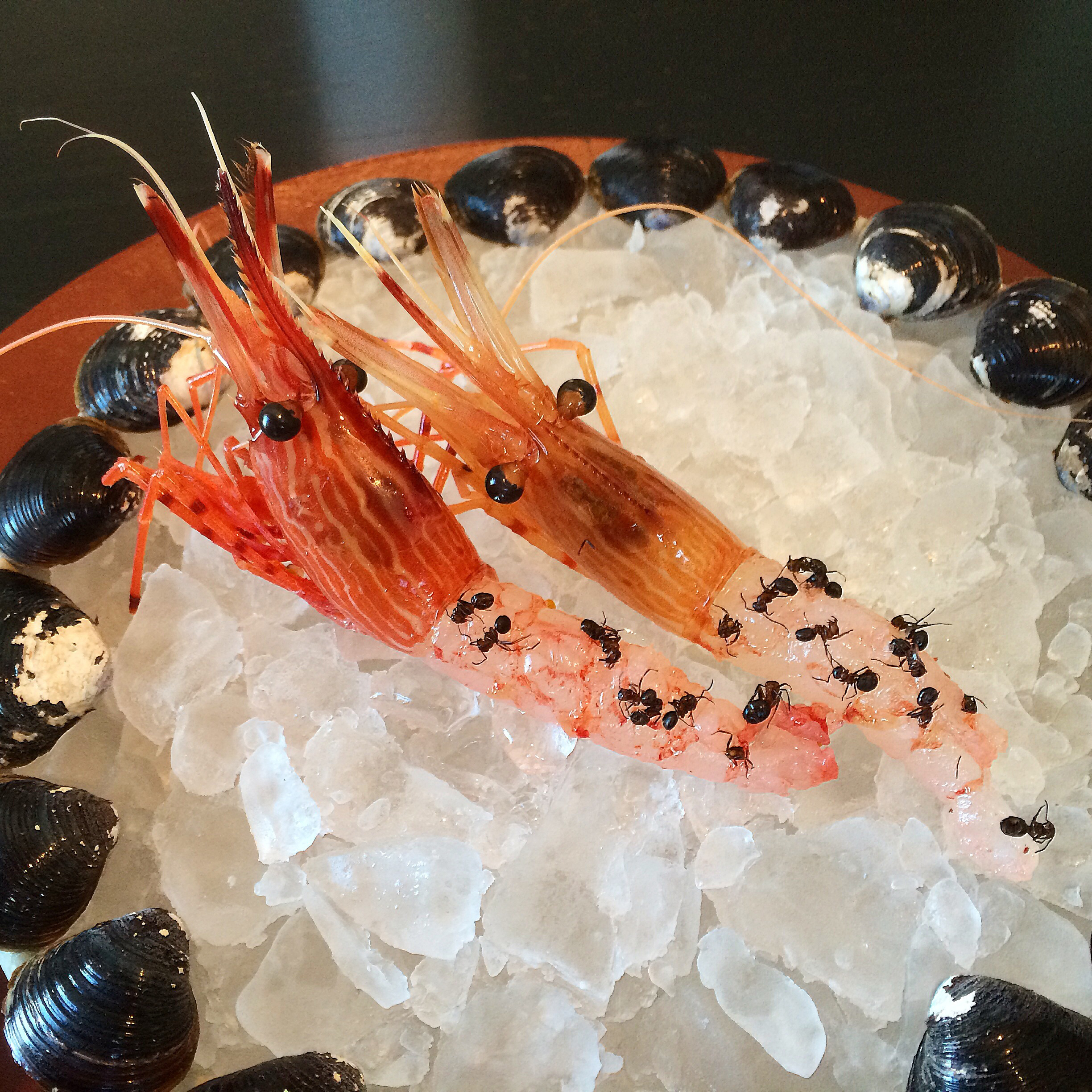 Jumbo shrimp with 'flavors of the Nagano forest' — otherwise known as ants — begin a series of courses at Noma Japan, which has taken up residence at the Mandarin Oriental hotel till Feb. 14. | ROBBIE SWINNERTON