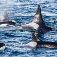 “Wolves of the sea”: Killer whales swim off the coast of Hokkaido. | ERIC GUTH