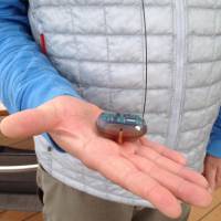 Marine biologist John Durban holds a tag that is used to collect biopsy samples. | MARK BRAZIL