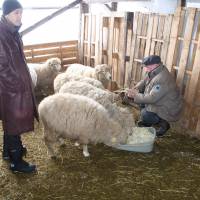 Making hay while the sun shines: C.W. Nicol feeds some Corriedale sheep with Masaru Matsuoka in Kurohime, Nagano Prefecture. Kentaro Kikuchi | KENTARO KIKUCHI