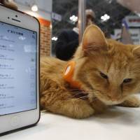 A cat wears a \"Tsunagaru Col\" gadget at the Wearable Device Technology Expo in Tokyo on Wednesday. The device allows pet owners to track information about their pets, including their location and other animals they may be interacting with, using a smartphone. | REUTERS