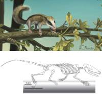 Skeletal and life style reconstructions of Agilodocodon scansorius are  shown in this illustration courtesy of University of Chicago. | REUTERS
