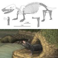 Skeletal and life style reconstructions of Docofossor brachydactylus  are  shown in this illustration courtesy of University of Chicago. | REUTERS 