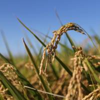 Rice grows in a paddy field in Sakura, Chiba Prefecture. The Central Union of Agricultural Cooperatives, or JA-Zenchu, is expected to accept drastic reform measures for Japan\'s agricultural cooperatives system on Monday. | BLOOMBERG