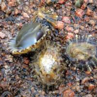 Limpets in northwestern Galicia, Spain | BENUTZER:JANEKPFEIFER / CC-BY-SA-3.0