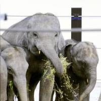 Elephants from Laos feed at Kyoto City Zoo on Saturday. | KYODO