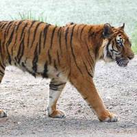 Meru, Japan\'s oldest tiger, is seen at Akiyoshidai Safari Land in Mine, Yamaguchi Prefecture, in June 2008. The tiger died last Friday at the age of 22. | AKIYOSHIDAI SAFARI LAND/KYODO