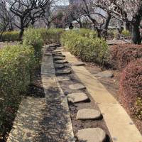 Plum trees line a path at Hanegi Park. | KIT NAGAMURA