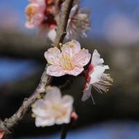 Beautiful plum blossoms in shades of pink and white. | KIT NAGAMURA
