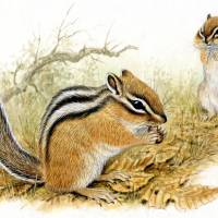 Beauty sleep: The Siberian chipmunk stores sufficient food in autumn to last it through a prolonged hibernation. | YABUUCHI MASAYUKI