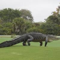 An American alligator estimated to be 12-13 feet long walks onto the edge of the putting green on the seventh hole of Myakka Pines Golf Club in Englewood, Florida, in this handout photo courtesy of Bill Susie. Golfers at the course  Wednesday were careful to putt around a large alligator, days after the beast was photographed lounging on the edge of the green in an image that went viral on Facebook. | REUTERS