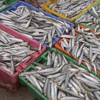 A child looks over a day\'s catch of sardines in 2011 at Hout Bay Harbour near Cape Town, South Africa. On Tuesday, 20 leading chefs from some of the world\'s best-rated restaurants are meeting in San Sebastian, Spain, to to draw attention to what they hope is a simple solution to the threat facing many of the larger fish species that overfishing has pushed to near collapse. They say if more people ate more little fish — anchovies, sardines, herring and mackerel, for example — both human diets and seafood populations would improve. | AP