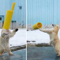 A polar bear named Milk, a popular draw at Kushiro City Zoo, plays with a gas pipe on her head. | KYODO