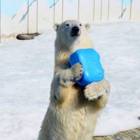 A polar bear named Milk holds a plastic container at Kushiro Zoo in Hokkaido. | KYODO