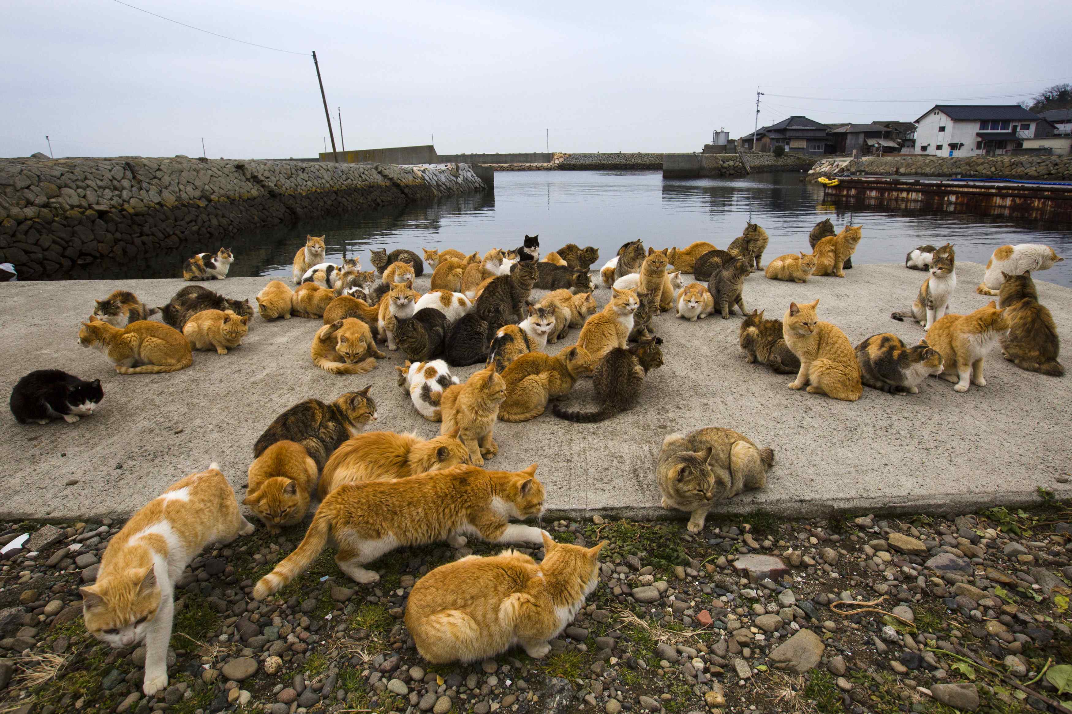 Aoshima Island in Ehime: All You Need to Know Before Going to This Cat  Island