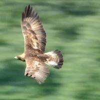 A Japanese golden eagle is spotted in Toyama Prefecture in 2010. The population has fallen to around 500 birds nationwide. | SOCIETY FOR RESEARCH OF GOLDEN EAGLE JAPAN/KYODO