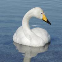 Whooper swan | MARK BRAZIL